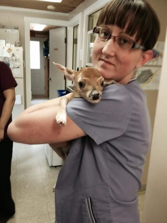 Windsor Veterinary Clinic Veterinarian in Windsor, ME US Meet Our Team